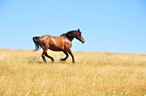 istock Beautiful horse gallops on a field, in a summer day. 484750242