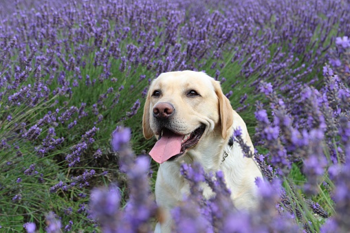 White dog in lavender field