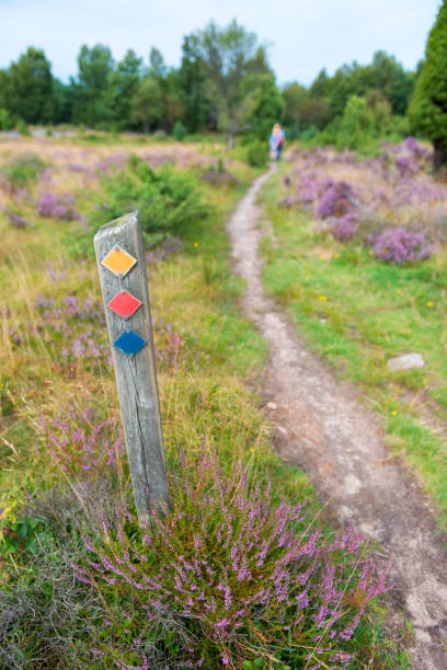blank sign in the forest