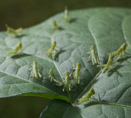 Group of small grasshoppers on the top of a morning glory leaf