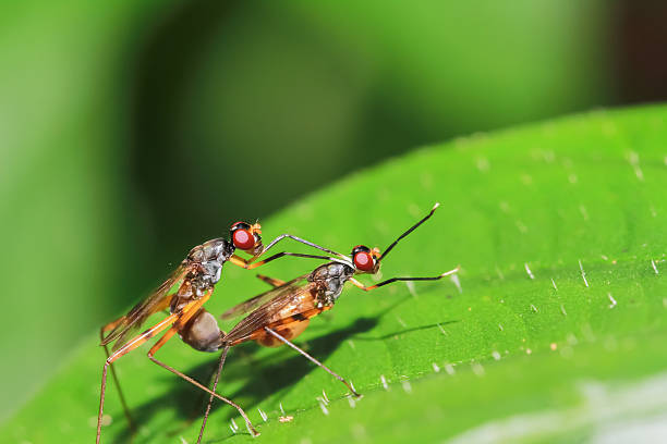 istock Mating shots of insects 484752080