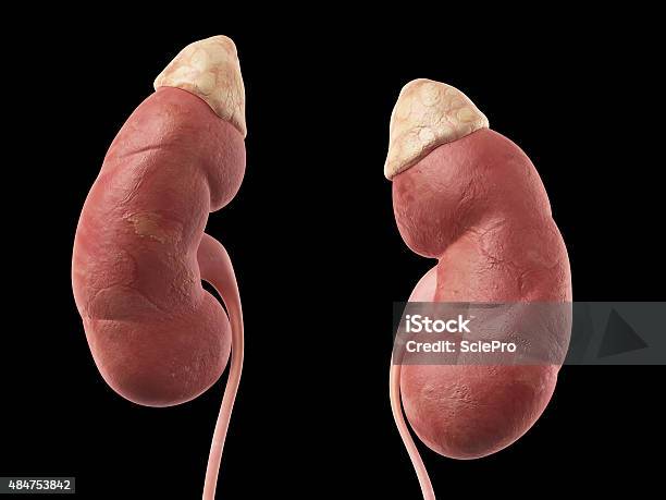 Medical Illustrate Stock Photo - Download Image Now - 2015, Anatomy, Biology