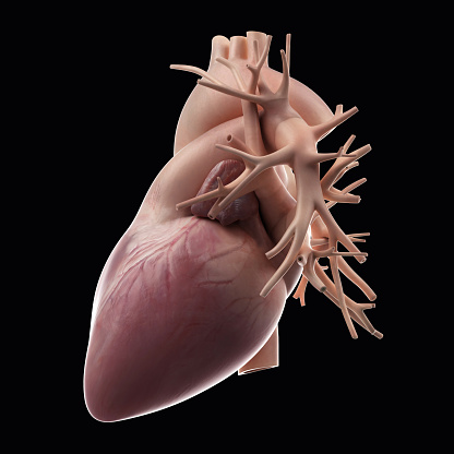 Human heart cross section, with detailed internal structure. 2 D digital illustration, graphic version, on white background, with clipping path.