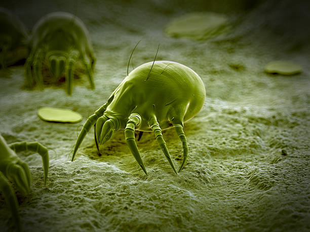 Common dust mite stock photo