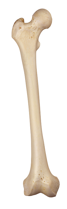 medically accurate illustration of the femur