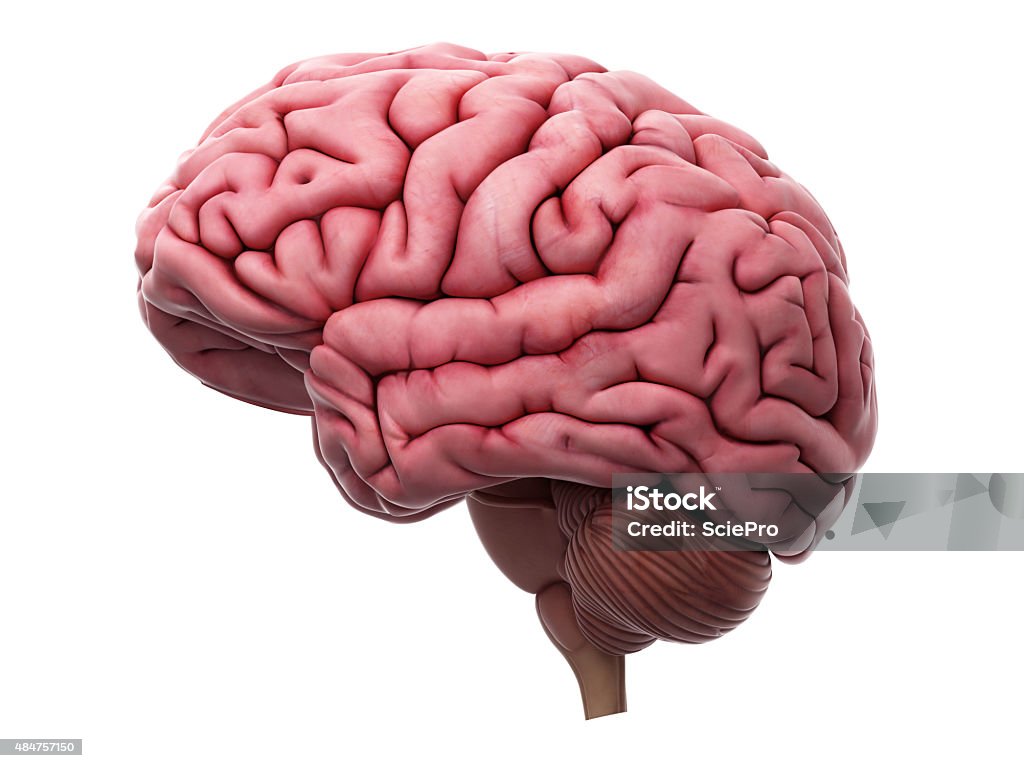 Il cervello  - Foto stock royalty-free di Cervello umano