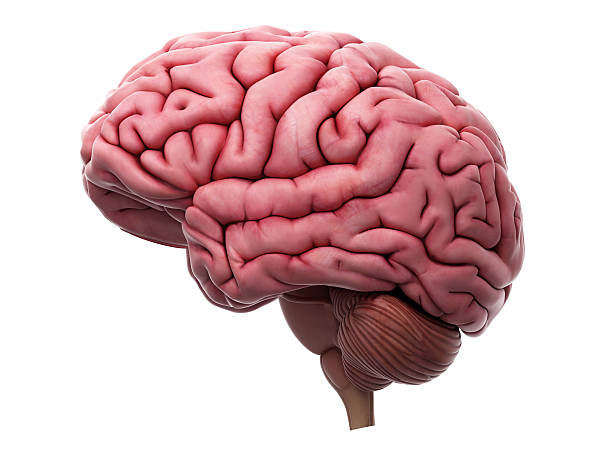 medical illustrate medically accurate illustration of the brain cerebellum stock pictures, royalty-free photos & images