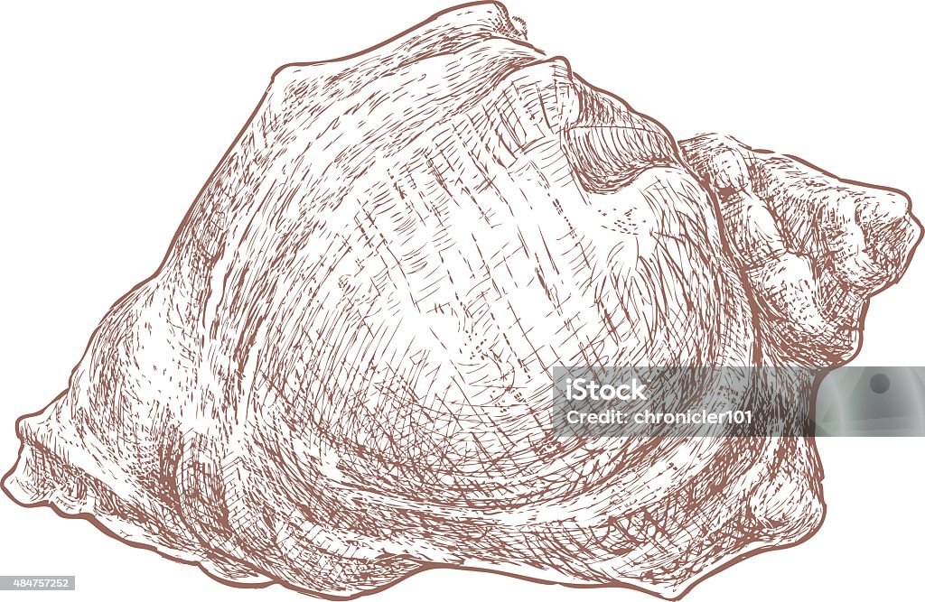 Shell Drawing Big Big Sea Shell Stock Illustration - Download Image Now - 2015, Animal ...