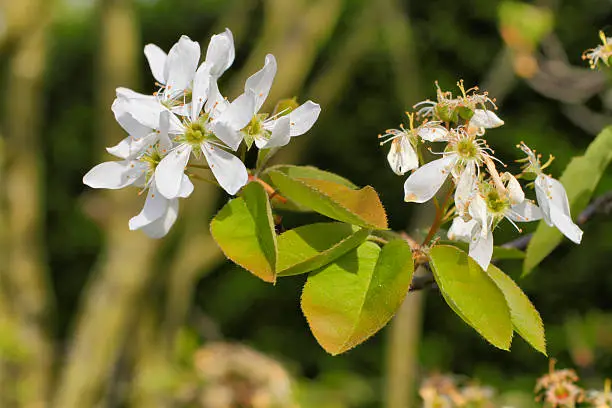 Amelanchier is a pretty if understated white-flowered bush with leaves turning from green to brown. Alternative names are serviceberry and Juneberry. In the UK it is ornamental and looks attractive in gardens and woodland.