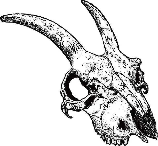 Vector illustration of Spooky Animal Skull