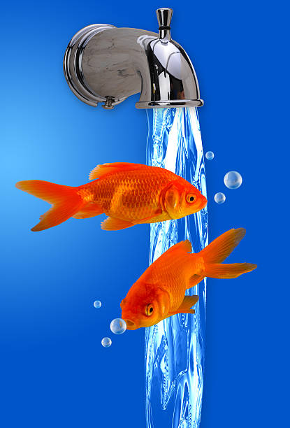 istock Goldfish and tapwater. 484761223