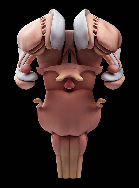 medical illustrate medically accurate illustration of the internal brain anatomy caudate stock pictures, royalty-free photos & images