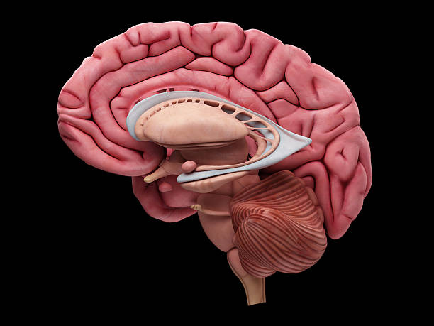 The brain anatomy medically accurate illustration of the brain anatomy caudate stock pictures, royalty-free photos & images