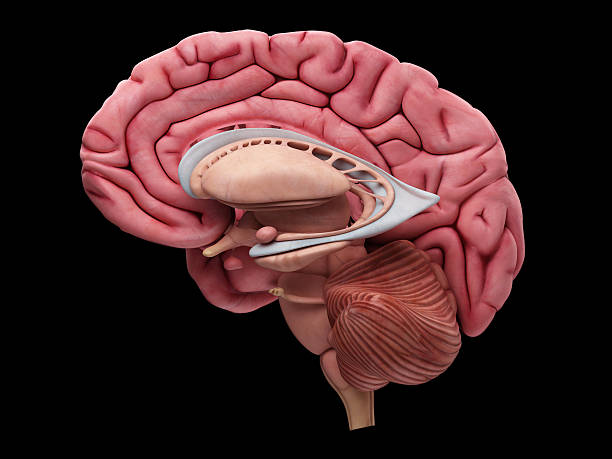 o cérebro anatomia - hypothalamus imagens e fotografias de stock