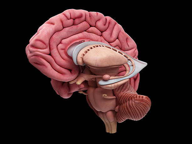 The brain anatomy medically accurate illustration of the brain anatomy caudate stock pictures, royalty-free photos & images