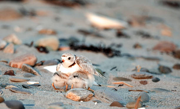 istock Two Piping Plover Chicks Push Way Under Adult to Brood 484761680
