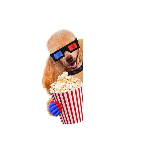 istock Dog watching a movie 484762163