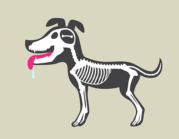 Dog's Bone Marrow The dog with a bone instead of brains, limited thinking brain eater stock illustrations