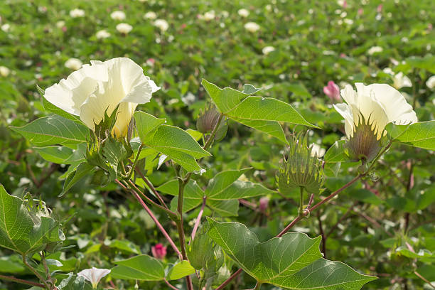 istock Cotton flower, cotton plant, cotton bud 484762440