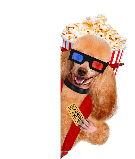 istock Dog watching a movie 484762659