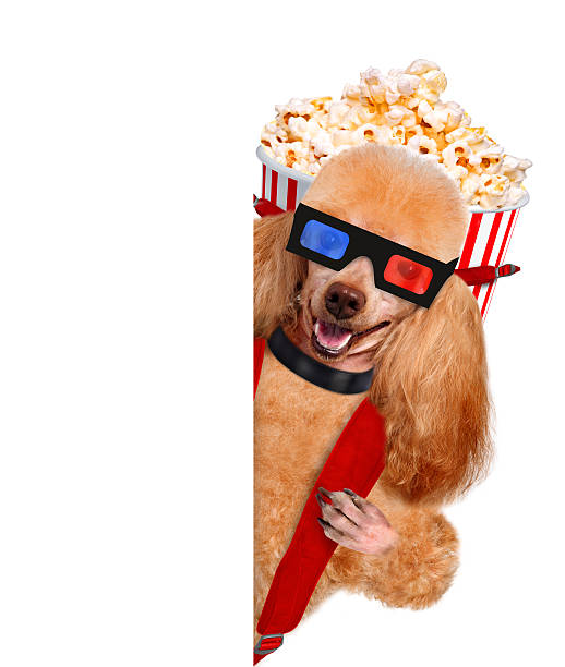istock Dog watching a movie 484762663