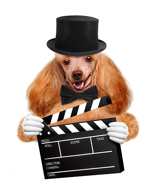 istock Movie clapper board director dog 484762897