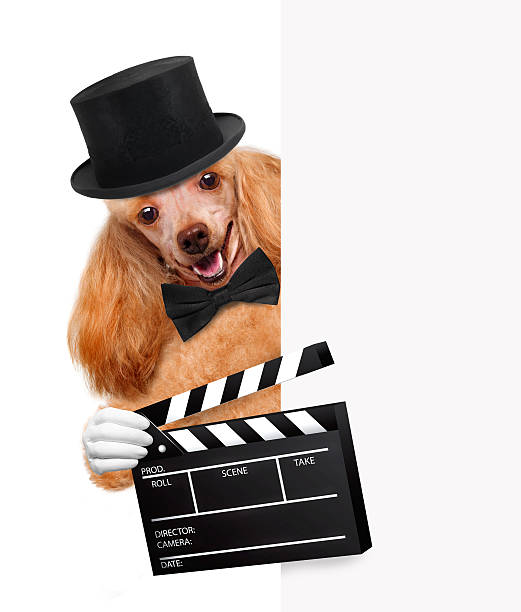 istock Movie clapper board director dog 484762901