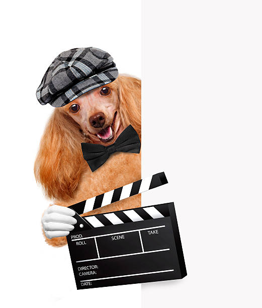 istock Movie clapper board director dog 484762903