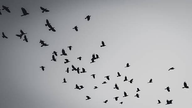 istock Flying bird silhouette in black and white 484762918