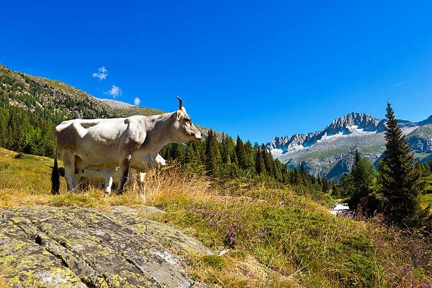 istock White and Brown Cow in High Mountain 484763504