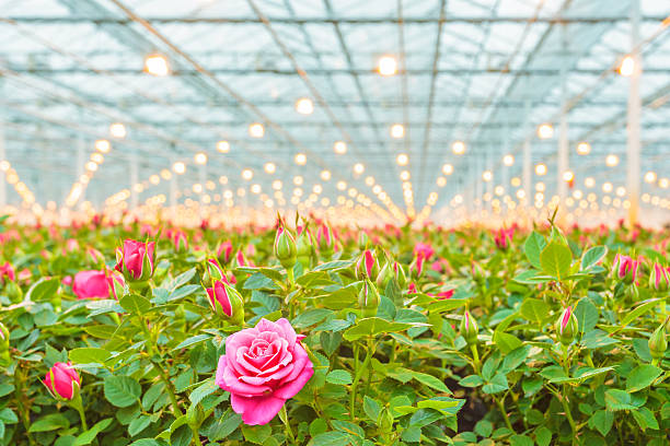 pink roses en un holandés greenhouse - greenhouse fotografías e imágenes de stock