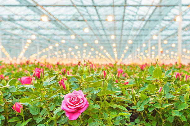 A closeup view of a single red flower in a modern greenhouse environment