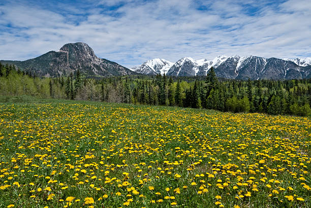 meadow di dandelions le montagne di san juan - dandelion snow immagine foto e immagini stock