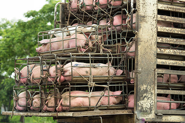 istock Transport pigs 484766386