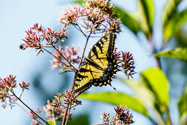 A fresh, beautiful Eastern Tiger Swallowtail butterfly nectaring on the pink flowers of Joe Pye Weed  Focus is on the head and body of the butterfly.  