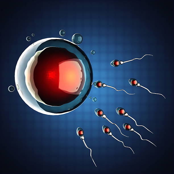esperma y huevo celular imagen microscópica - ovary human cell cell high scale magnification fotografías e imágenes de stock