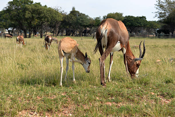 istock Impalas (antelope), national park South Africa. March 31, 2015 484767328