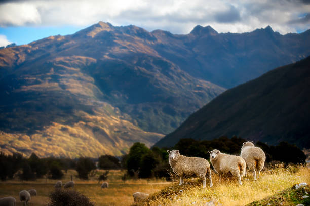 istock Mountain landscape with grazing sheep 484767930