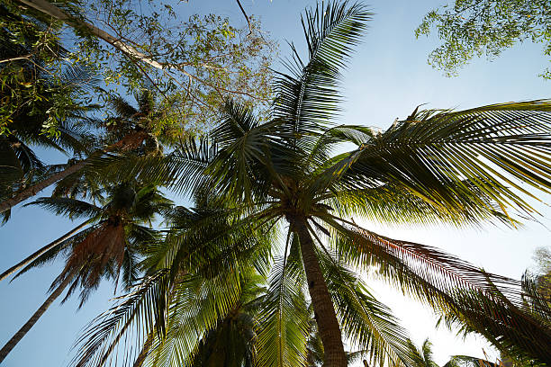 istock palm trees against the bright sky 484774134