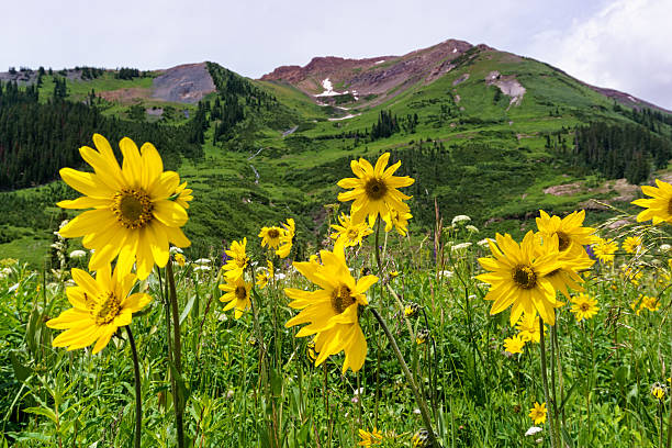 istock Yellow Sunflower Wildflowers in Mountains 484774670