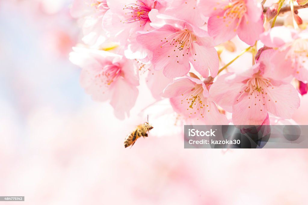 Sakura und Japan bees - Lizenzfrei 2015 Stock-Foto
