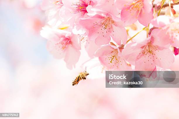 Sakura Und Japan Bees Stockfoto und mehr Bilder von 2015 - 2015, Apis, Biene