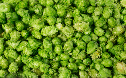 Background of fresh hops wallpaper. The freshly picked hops are used for brewing beer. These green plants have a bitter taste and are used for flavoring beer. A great homebrew and gardening background photo. Humulus lupulus is the latin name. - A great Background Texture Pattern, or Graphic Element Wallpaper for poster design.