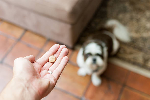 Pet owner giving his dog a pill/tablet stock photo