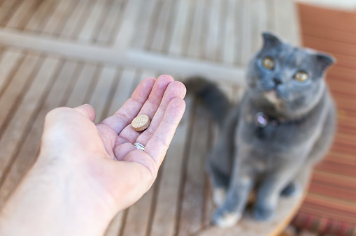 A pet owner's hand can be seen reaching out to give his cat a pill/tablet. The photo was taken from the pet owner's perspective, looking down at his Scottish Fold cat, who is expectendly looking up, and patiently waiting for her medication.