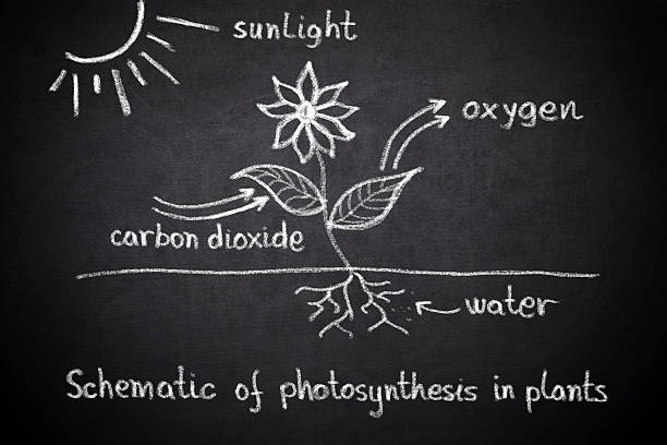 photosynthèse leçon de biologie - photosynthèse photos et images de collection