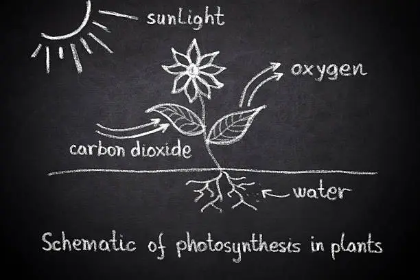 Schematic of photosynthesis in plants on blackboard