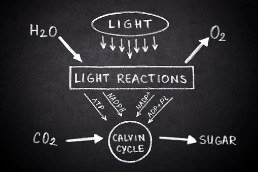 Photosynthesis. Diagram of the process of photosynthesis, showing the light reactions and the Calvin cycle on blackboard
