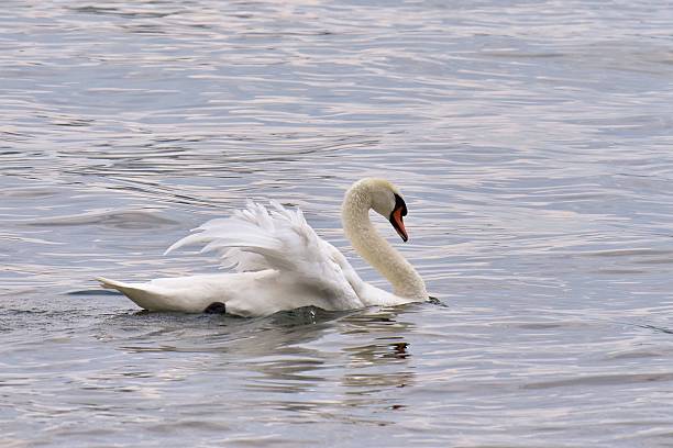 istock On The Water - White Swan 484775744