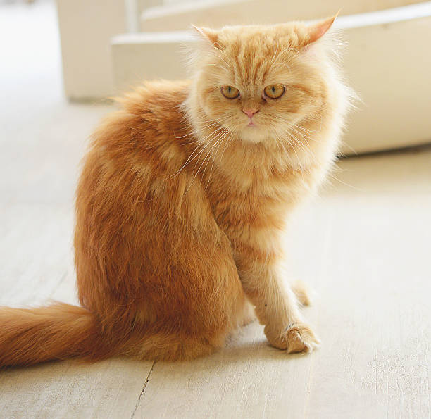 istock cat awaking and stretching in a yard near the cafe 484775766